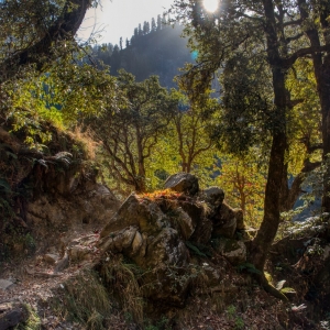 Jungle walk along the river Nyud, towards Kareri Lake 