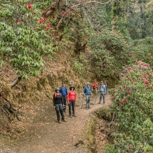 Rhododendron Forest on the way to shepherd camp