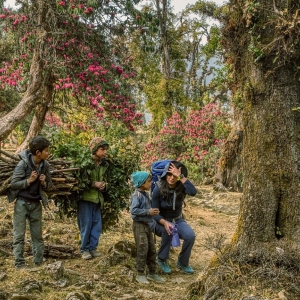 Rhododendron Forest