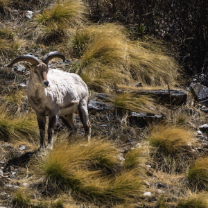 Since it a less frequented trail, you get to see plenty of bharals enroute