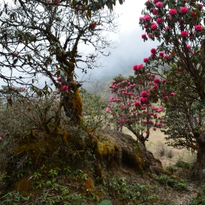 Forests filled with Rhododendrons