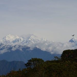 Views of Kangchenjunga from the Barsey Sanctuary trail