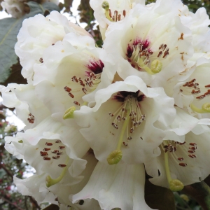 White Rhododendrons, a rare find !