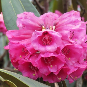 So many shades of pink, another type of rhododendron seen on the trek